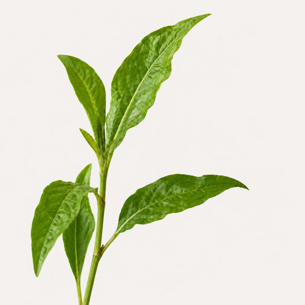 เกลืออาบน้ำ INDIGO STEM