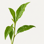 เกลืออาบน้ำ INDIGO STEM